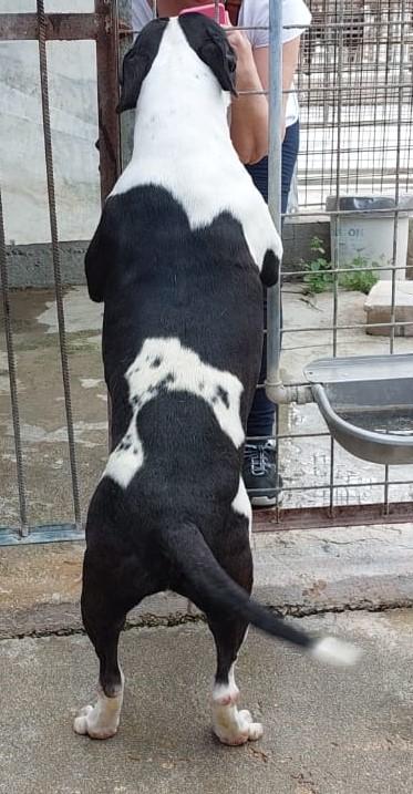 CHICCO, incrocio AMSTAFF, ottimo carattere Foto 8